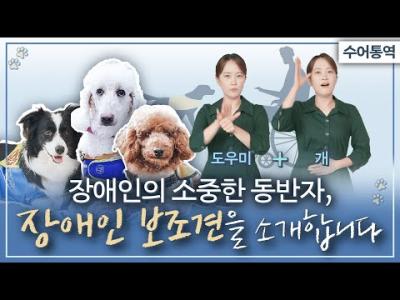[수어통역, 화면해설 제공] 장애인의 눈과 귀, 손과 발이 되어주는 보조견 이야기 이미지